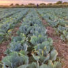 Agricultural plot on Barekamutyan Street in Darakert, 10,000 sq.m.