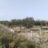 Agricultural plot in Vedi, 8,000 sq.m.