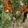 Գյուղատնտեսական հողատարածք Տանձուտում, 10,000 քմ