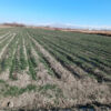 Agricultural plot, Բաղրամյան in Artashat, 4,400 sq.m.