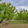 Agricultural plot, Կենտրոնական փողոց in Dashtakar, 10,000 sq.m.
